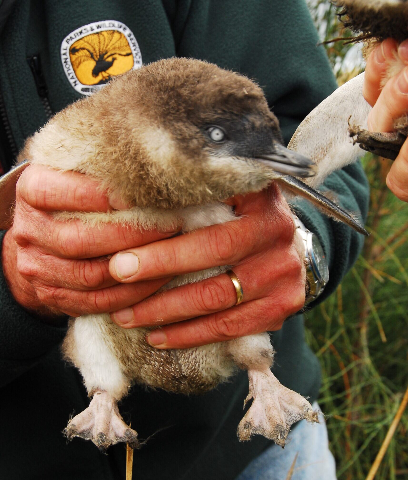 A NPWS ranger holding a little penguin. Photo credit: Stuart Cohen/DCCEEW