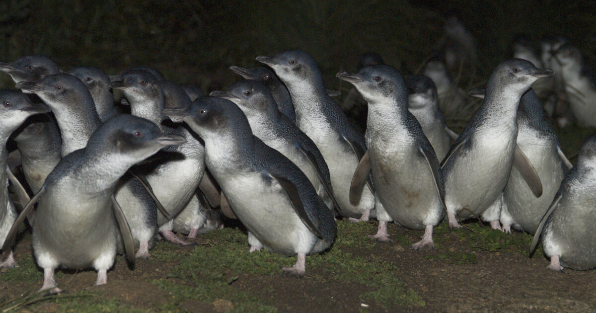 Little penguins Eudyptula Minor Photo Credit: Stuar Cohen / DCCEEW