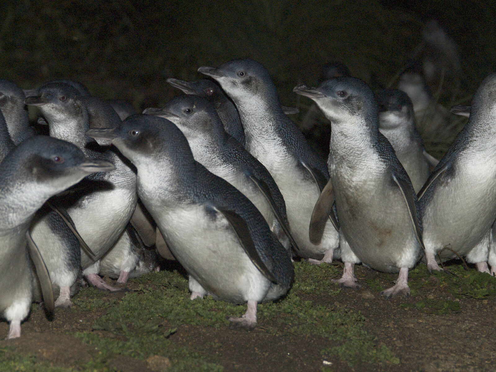 Little penguins Eudyptula Minor Photo Credit: Stuar Cohen / DCCEEW
