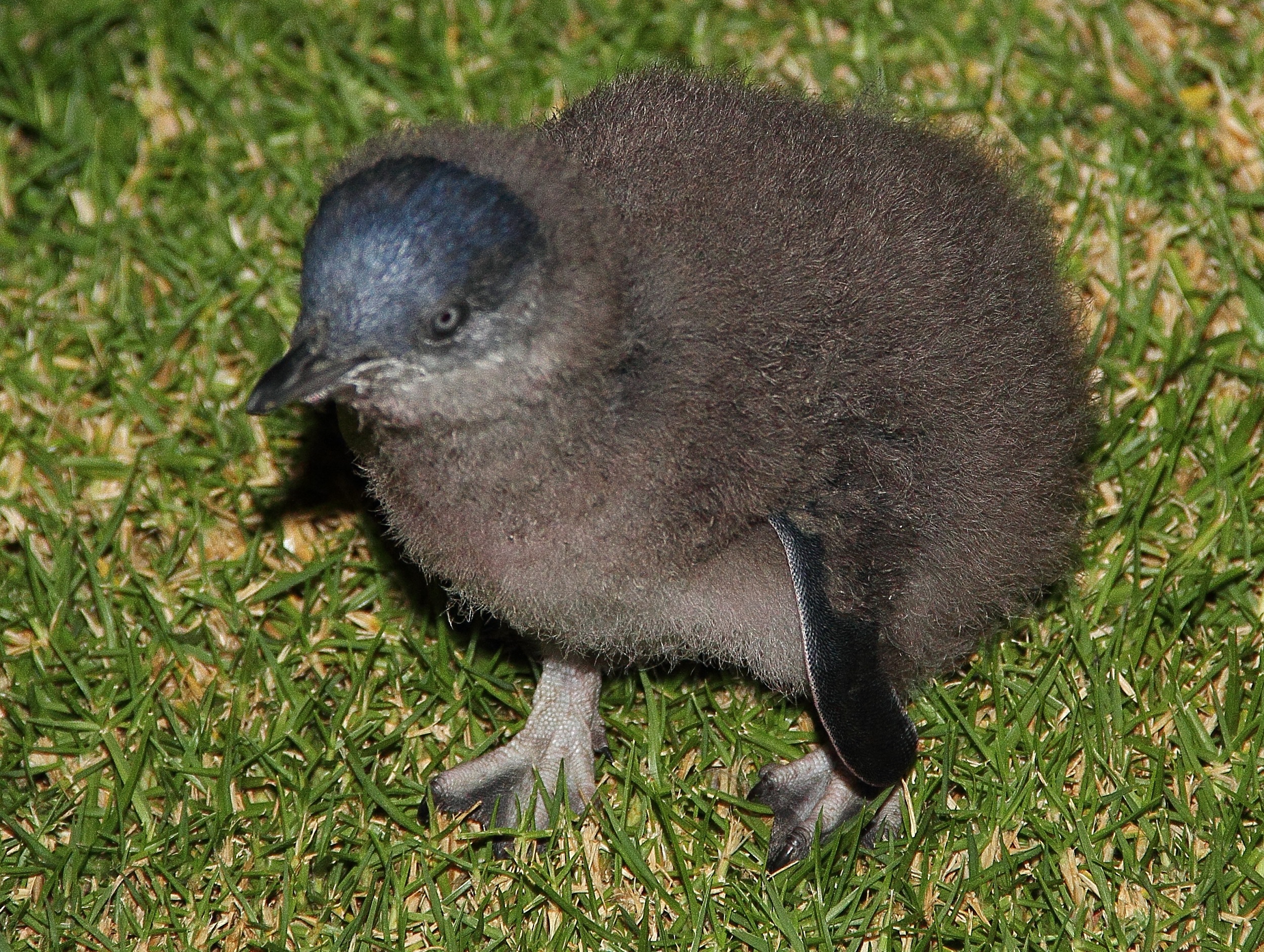 Little penguin chick Eudyptula minor. Photo Credit: