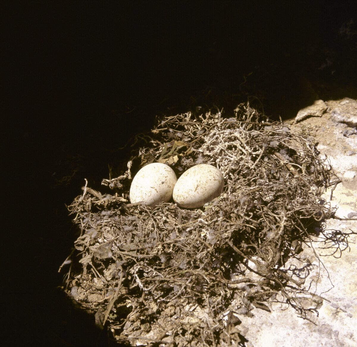 Two little penguin eggs in their nest. Photo credit: Ken Stepnell/DCCEEW