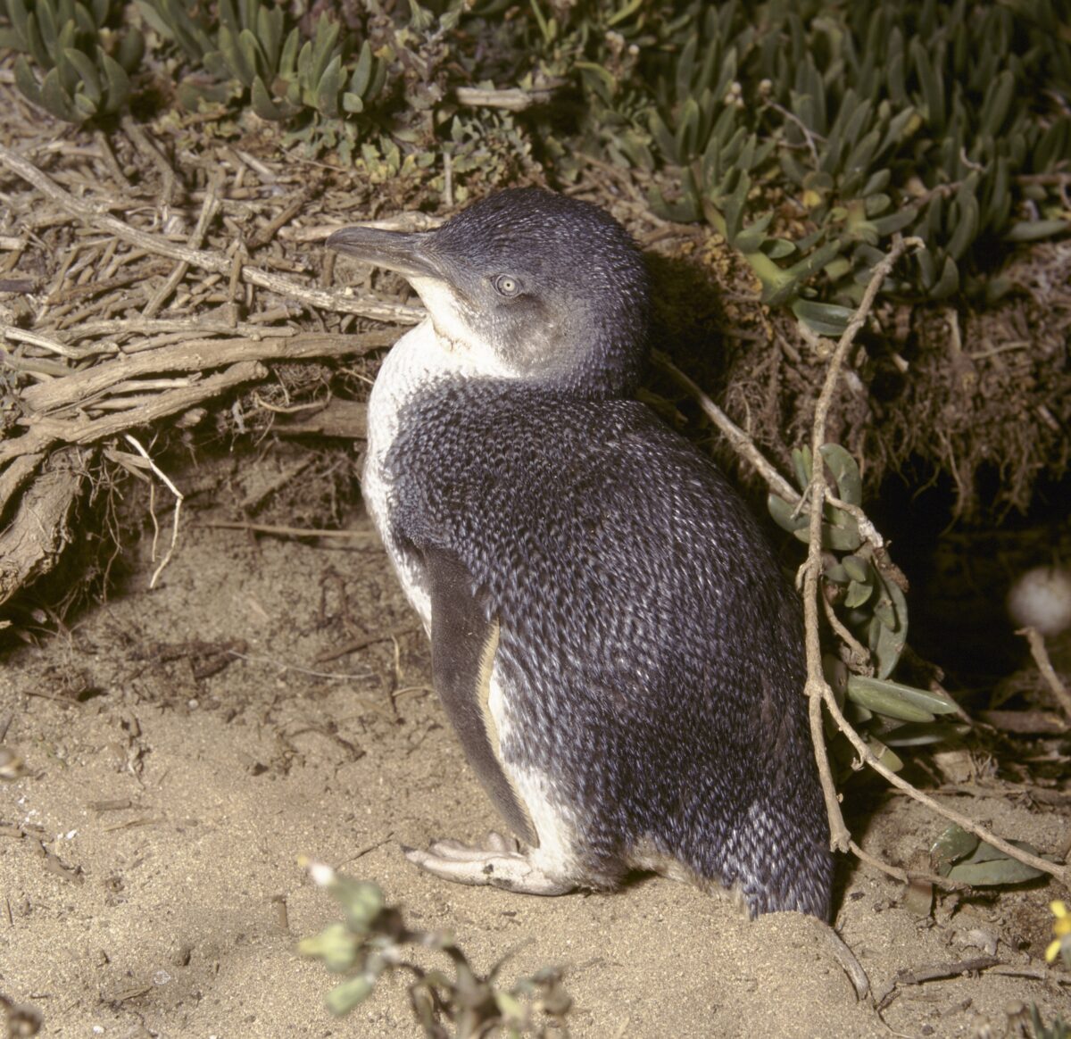 A little penguin in its coastal habitat. Photo credit: Ken Stepnell/DCCEEW