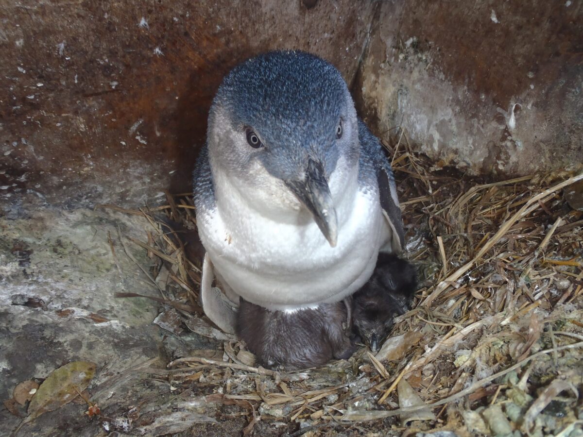 An adult little penguin with its hatchlings. Photo credit: Nicholas Carlile/DCCEEW