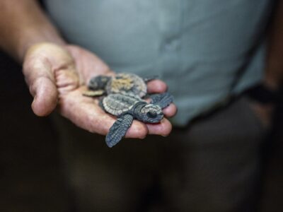 Loggerhead turtle hatchlings. Photo Credit: Harry Vincent / Taronga Conservation Society Australia