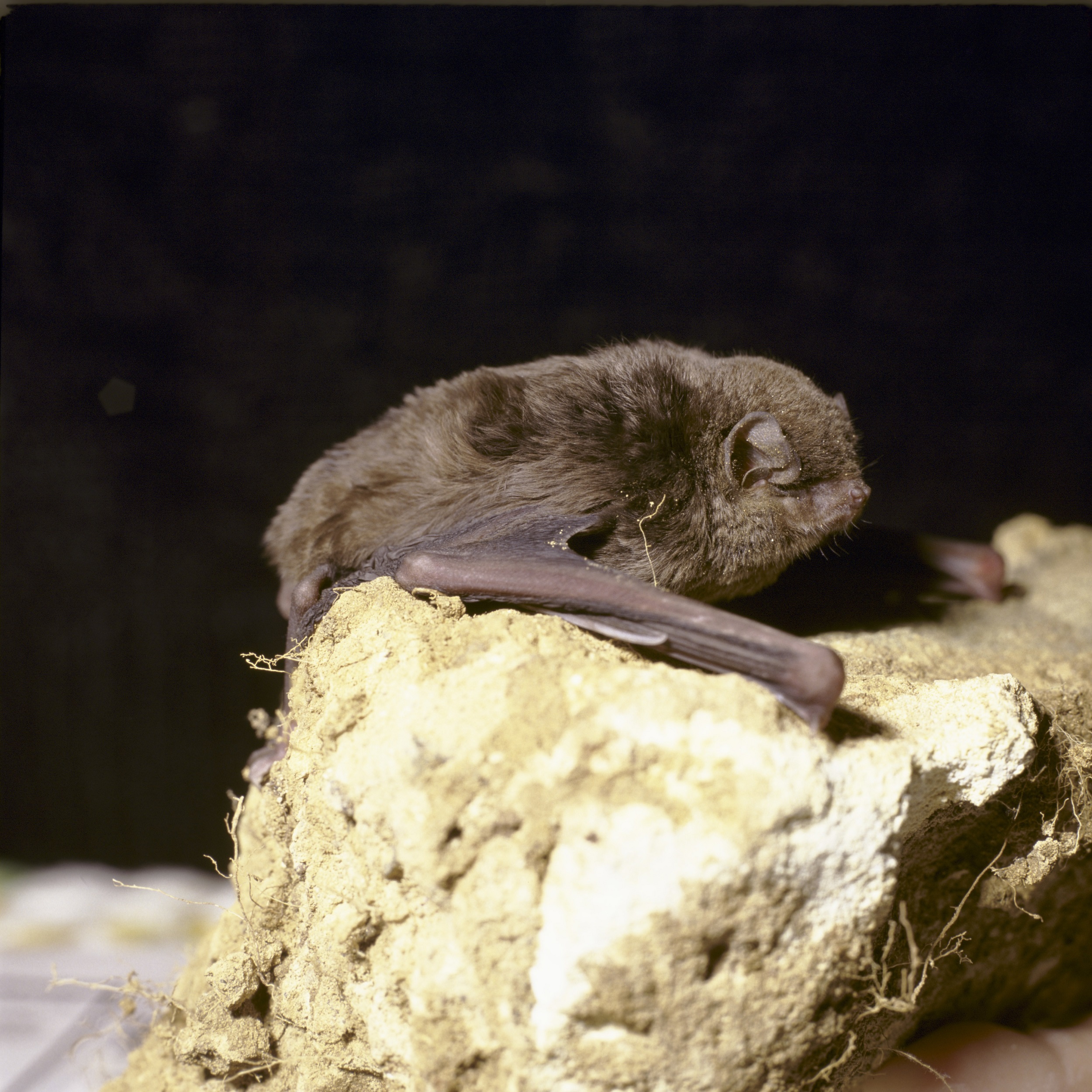 Large bent-winged bat. Photo credit: Ken Stepnell / DCCEEW