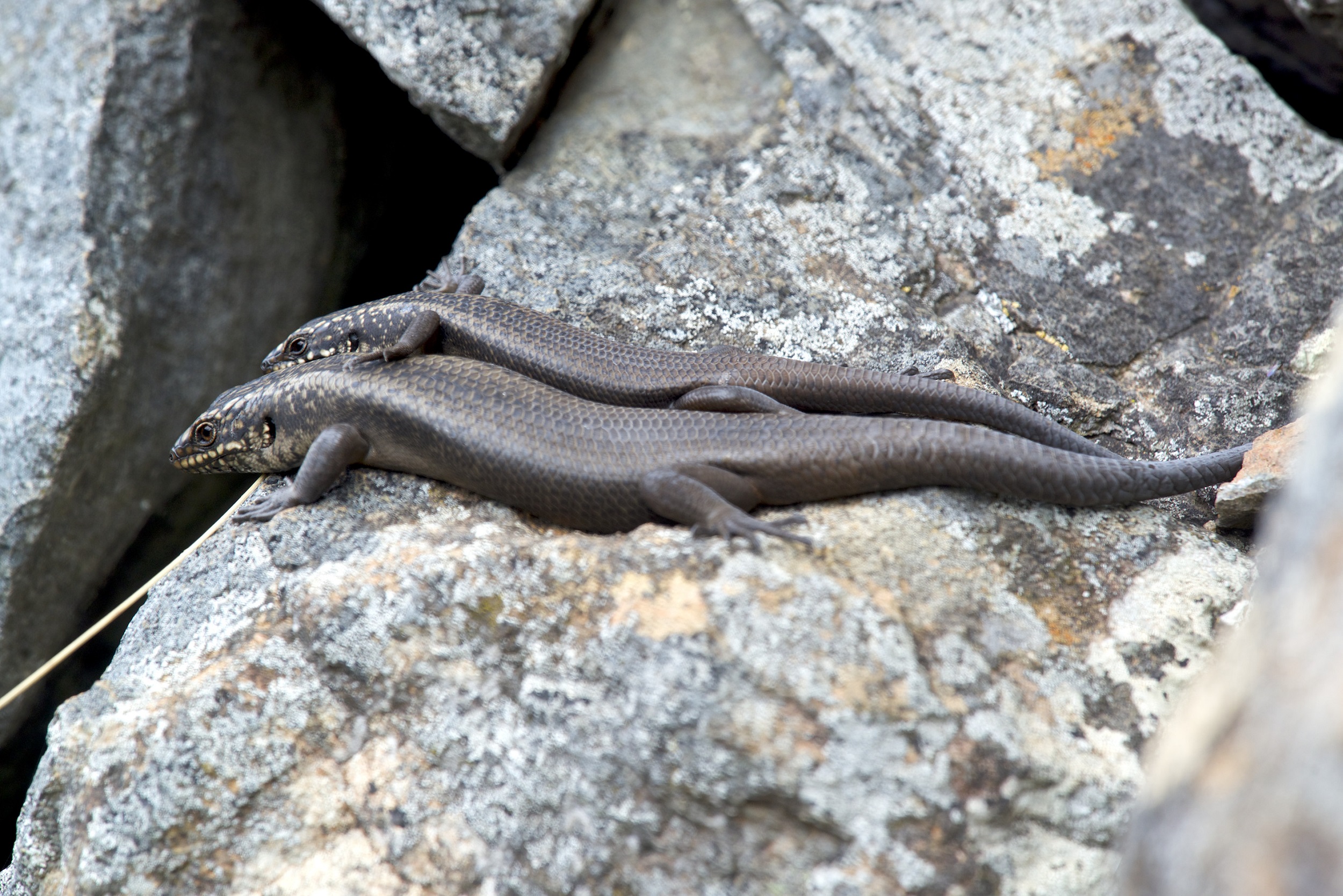 Two Kaputar rock skinks rest on a sunny rock. Photo credit: Thomas Parkin / DCCEEW