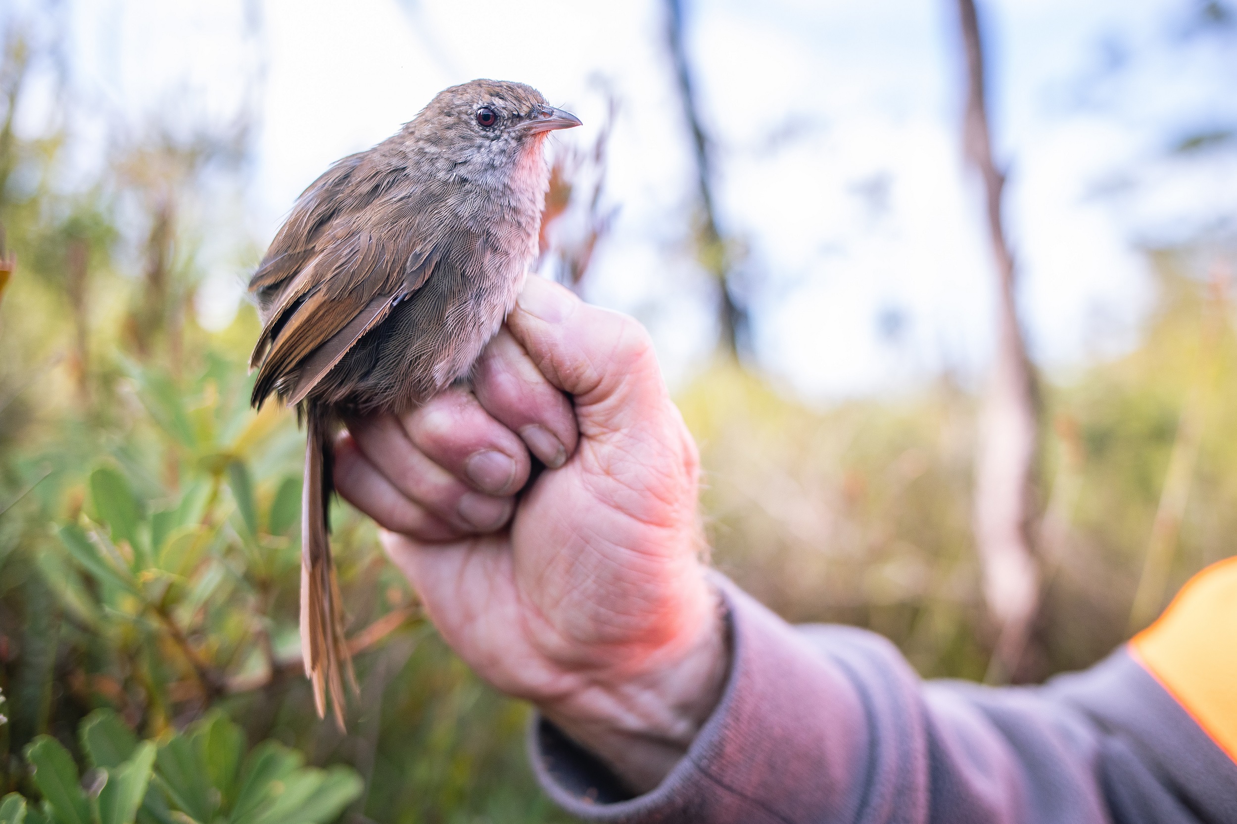 Eastern bristlebird perched on a ranger's hand. Photo credit: Alex Pike / DCCEEW