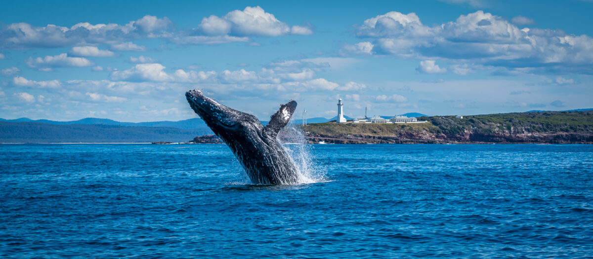 A whale breaching from the ocean along the Light to Light Walk. Photo credit: Scott Blanch