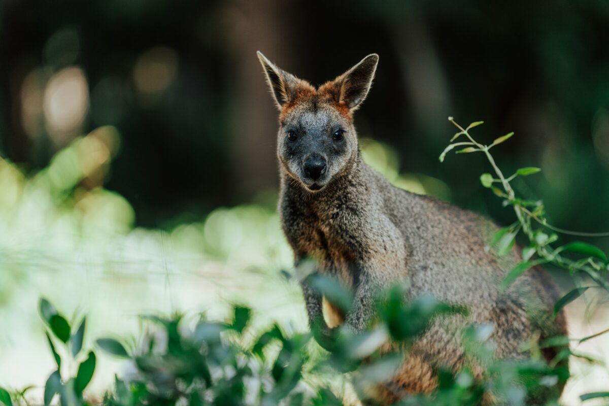 A kangaroo on the Light to Light Walk. Photo credit: Remy Brand/DCCEEW
