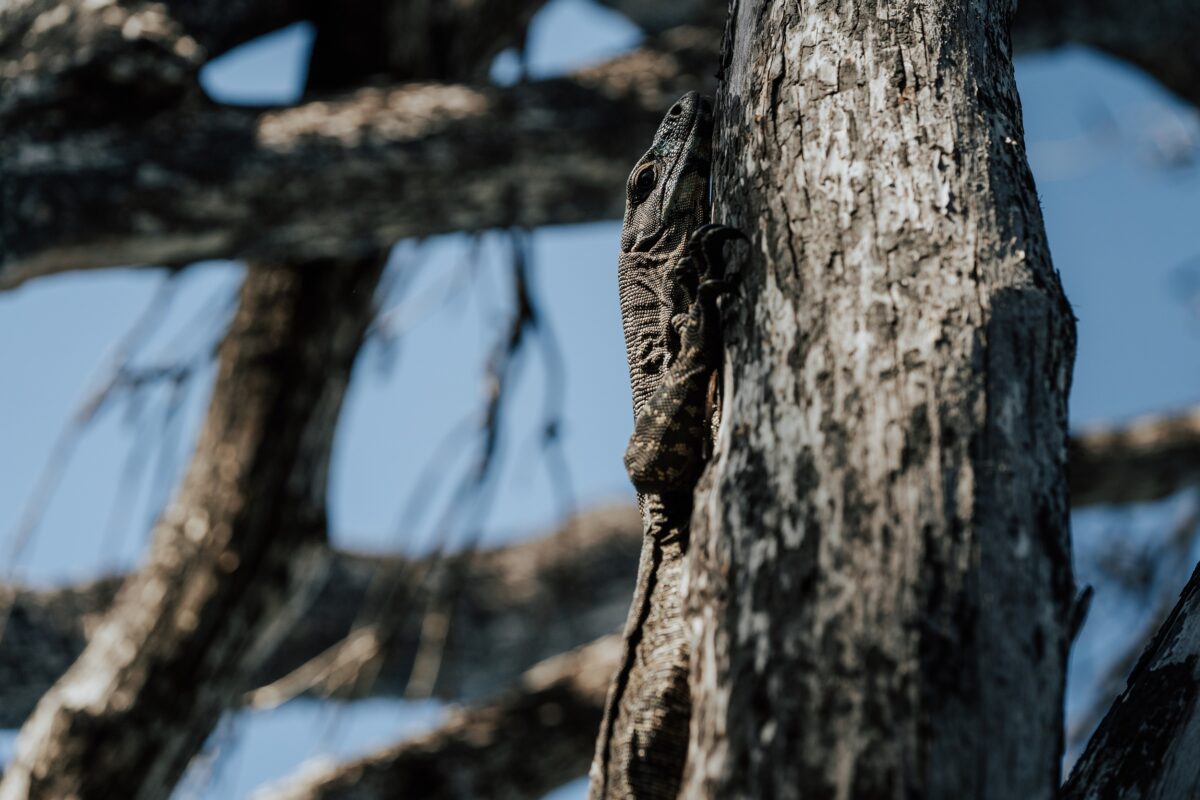 A lizard on a tree at Hegartys Bay on the Light to Light Walk. Photo credit: Remy Brand/DCCEEW
