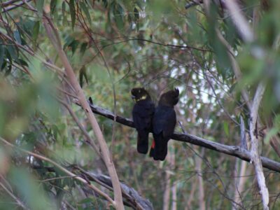 Pair of glossy black-cockatoos. Photo credit: Gavin Phillips/DCCEEW