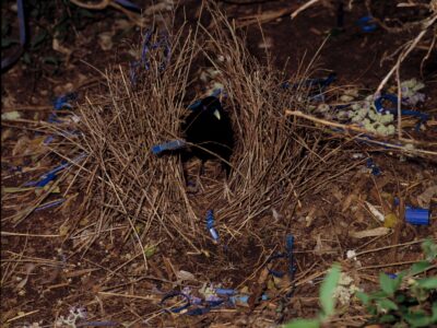 Male satin bowerbird in its bower. Photo credit: Ken Stepnell/DCCEEW