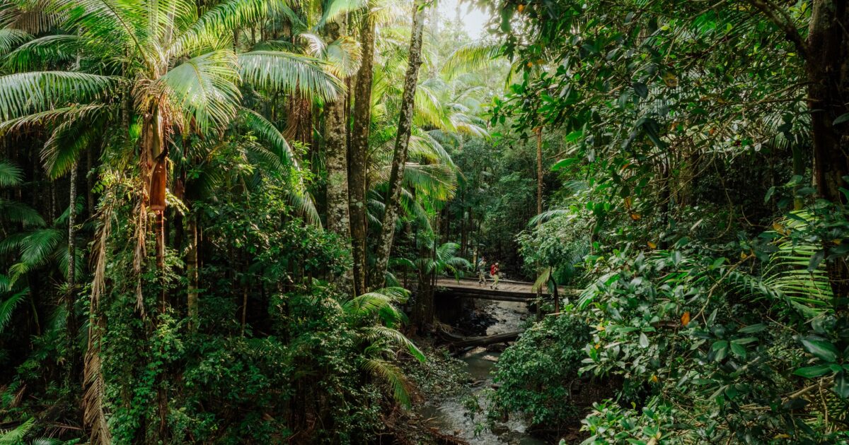 Two hikers crossing a bridge through the rainforest on Gidjuum Gulganyi Walk.