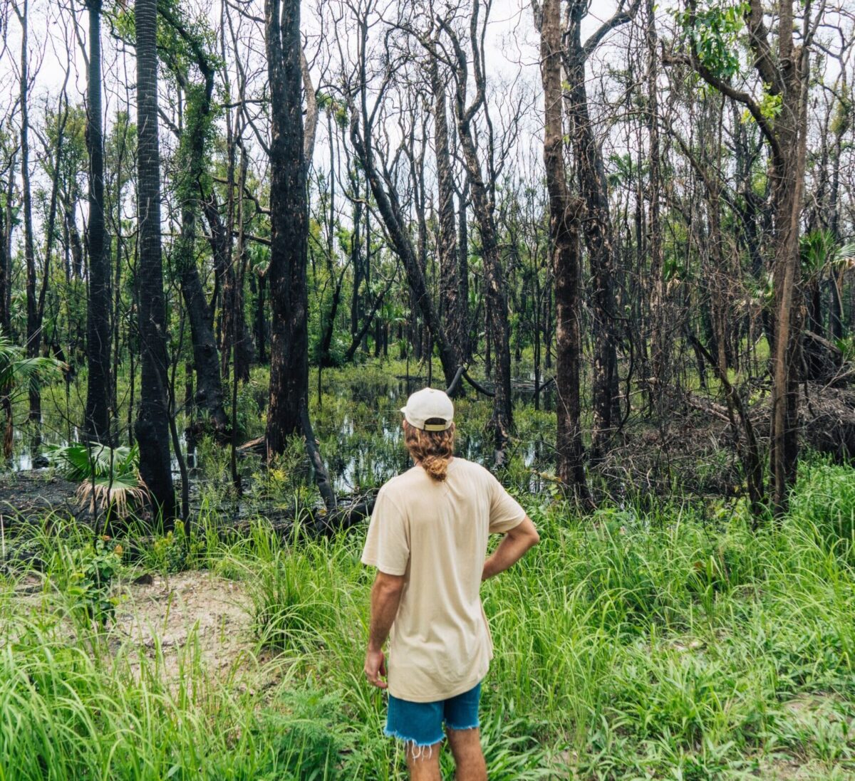 A man looking at a patch of regenerating trees in Bunjalung National Park.