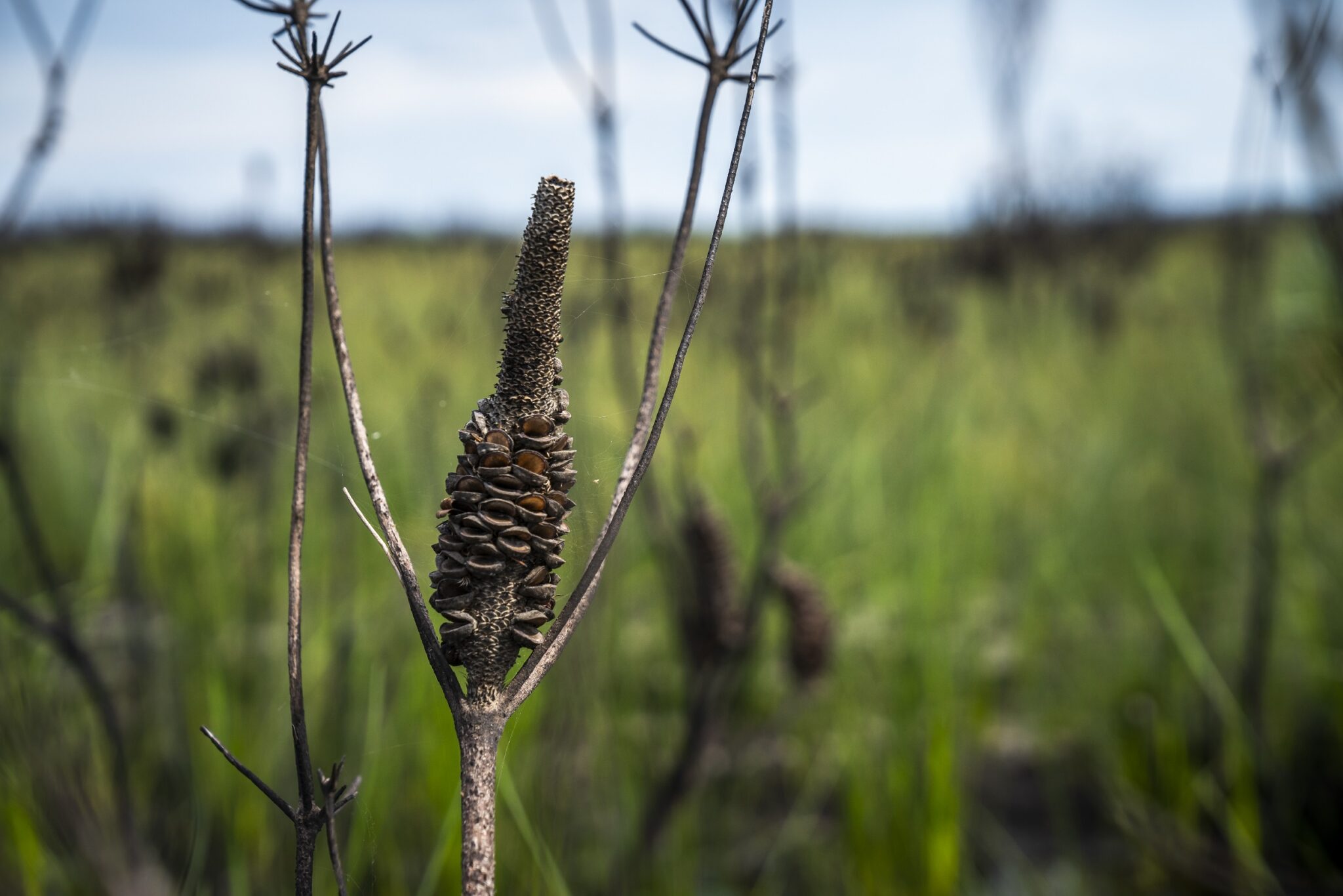 Fire is essential for the Australian bush | Blog - NSW National Parks