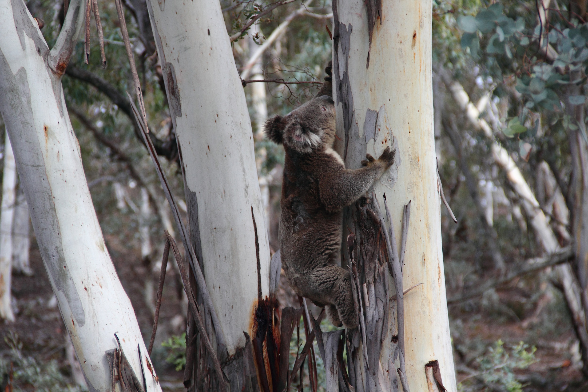 A koala in a gumtree. Photo credit: Lucy Morrell/DCCEEW