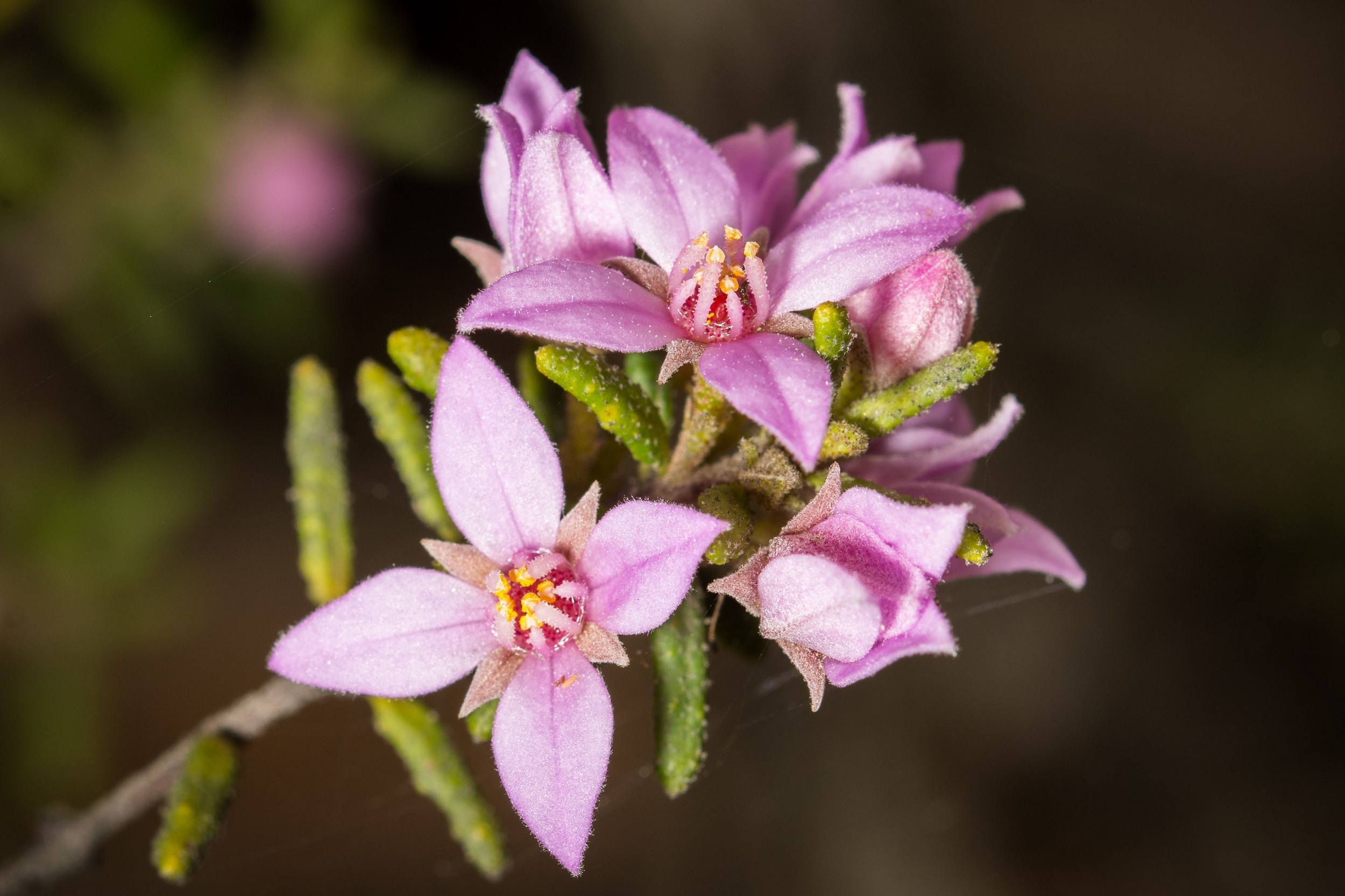 Granite rose (Boronia repanda)