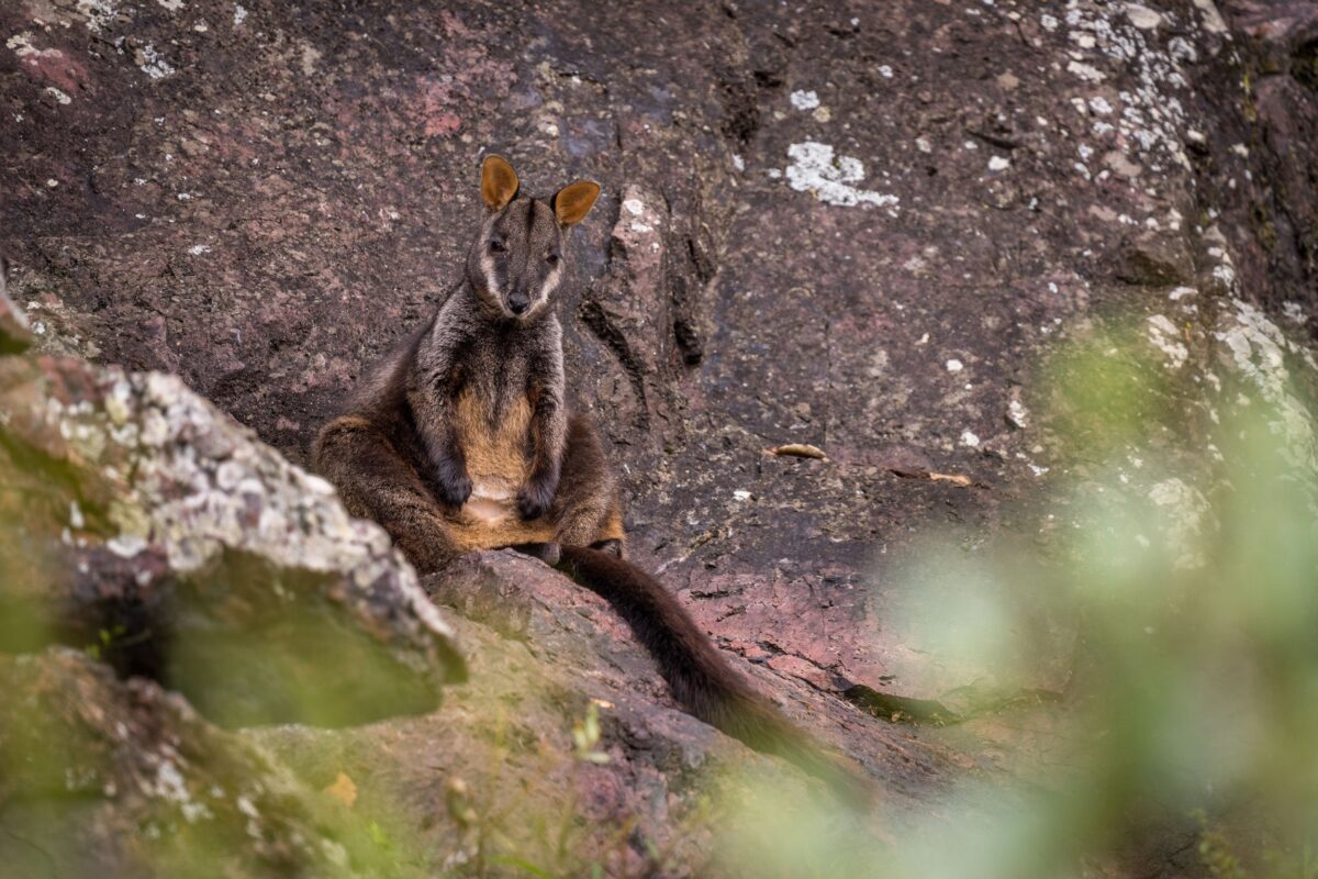 Brush-tailed rock-wallaby on Green Gully Track.