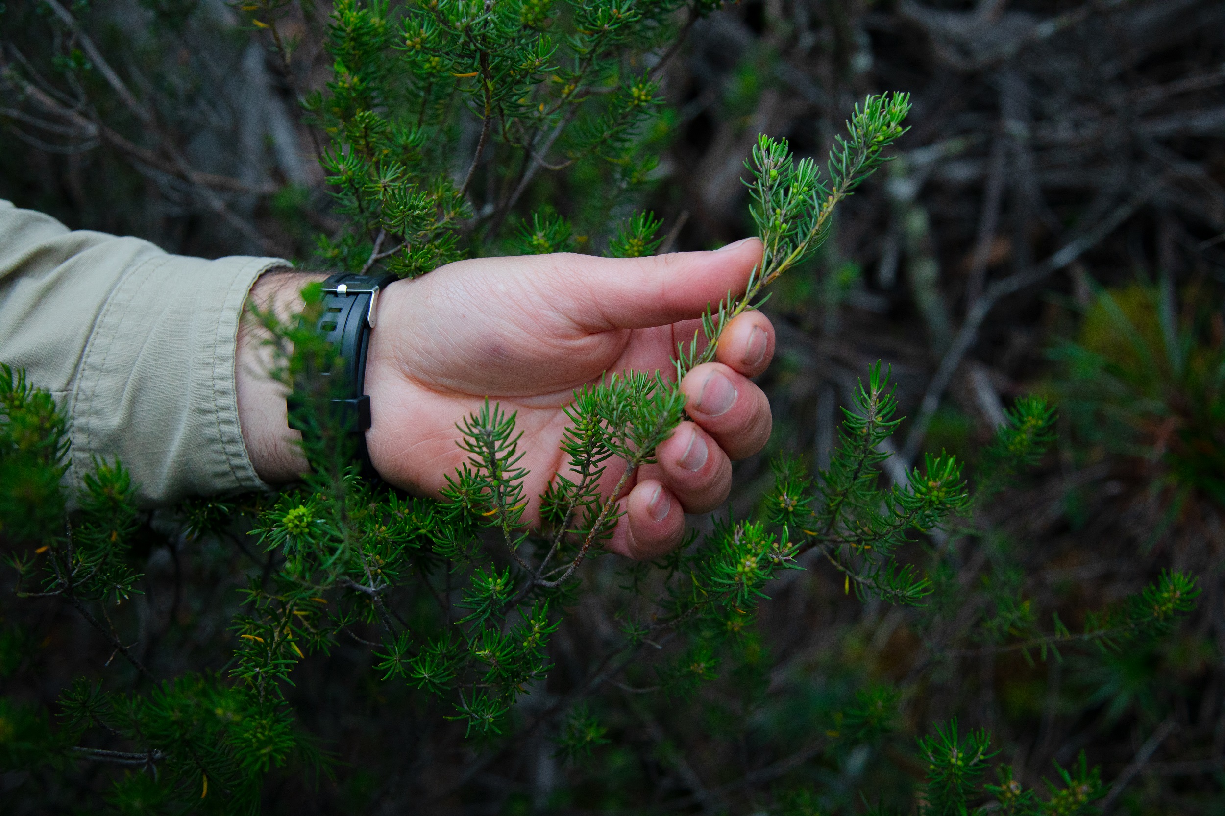 Hand grasping a green fern.