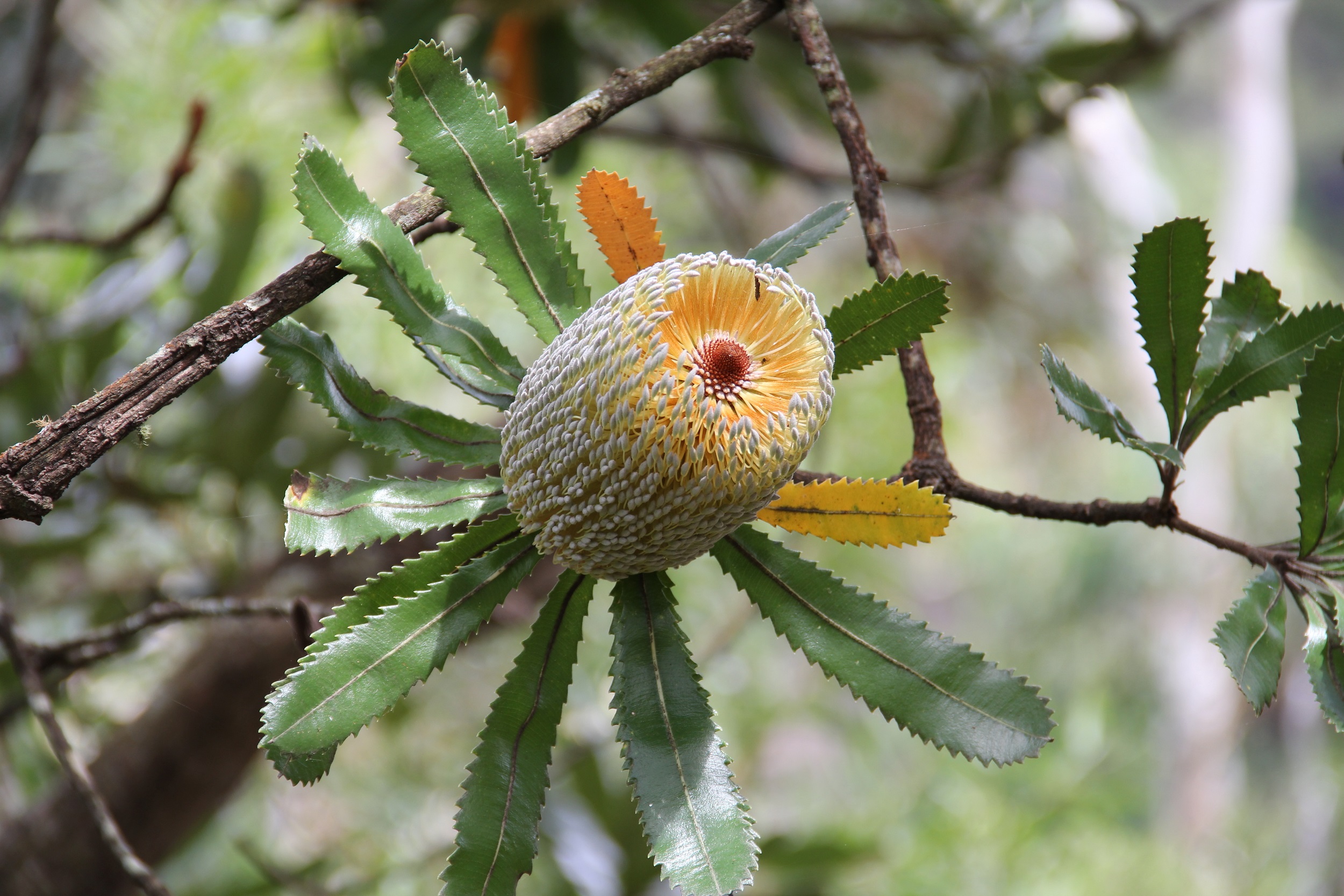 Old man banksia (Banksia serrata)