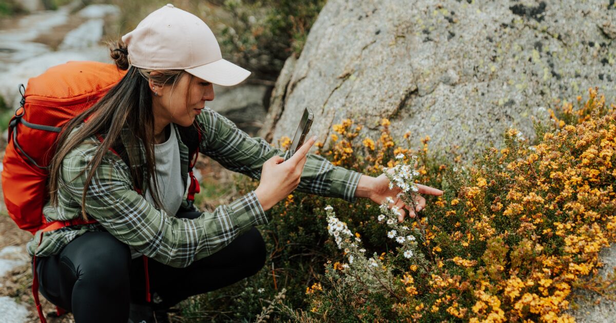 Hiker checks out wildflowers along the Snowies Alpine Walk.