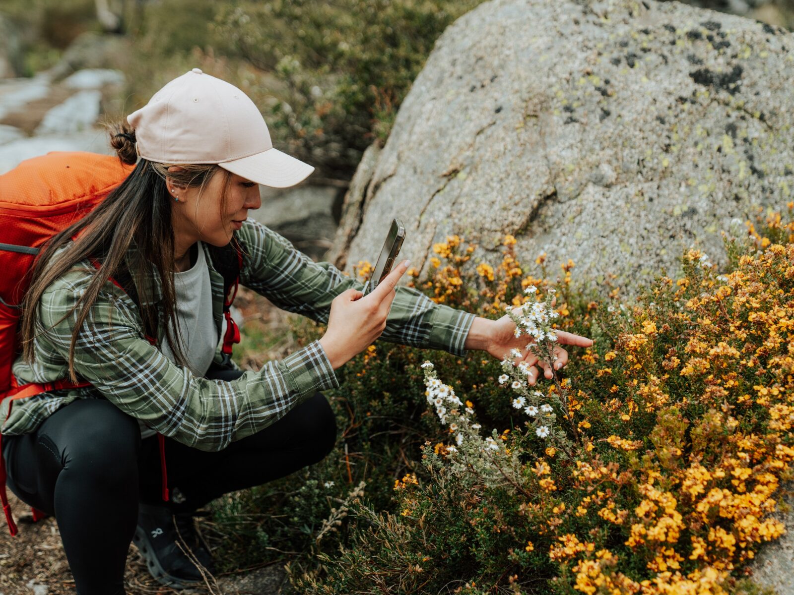 Hiker checks out wildflowers along the Snowies Alpine Walk.
