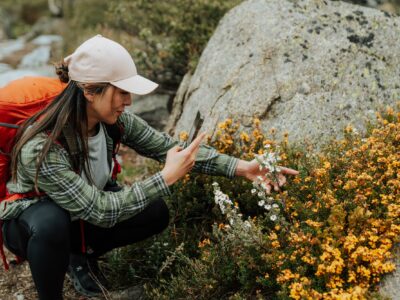 Hiker checks out wildflowers along the Snowies Alpine Walk.