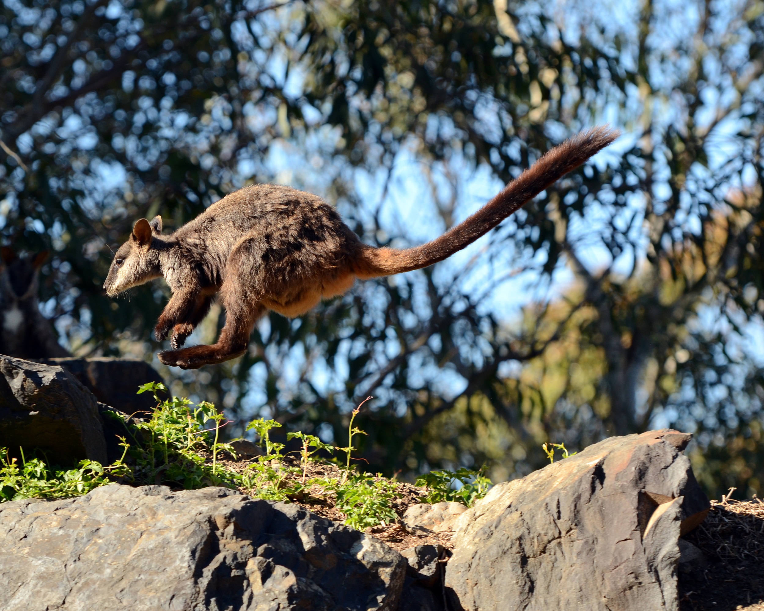 Brush-tailed rock-wallaby bouncing through the bush.