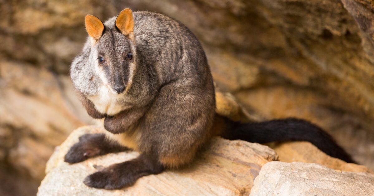 Brush-tailed rock-wallaby sitting among rocks.