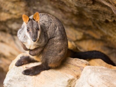 Brush-tailed rock-wallaby sitting among rocks.