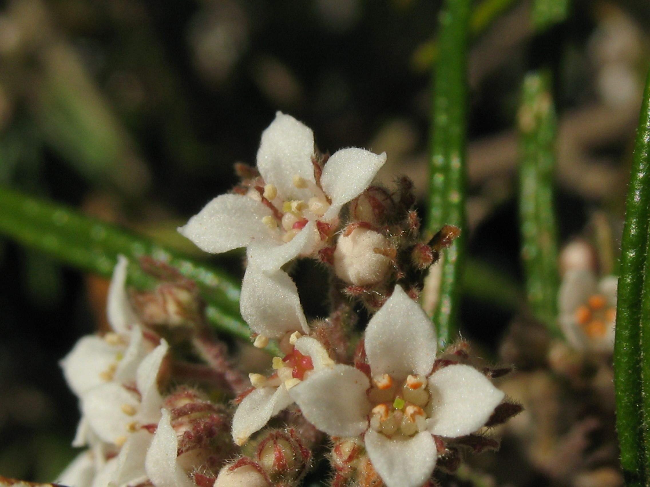 Warty zieria (Zieria tuberculata)