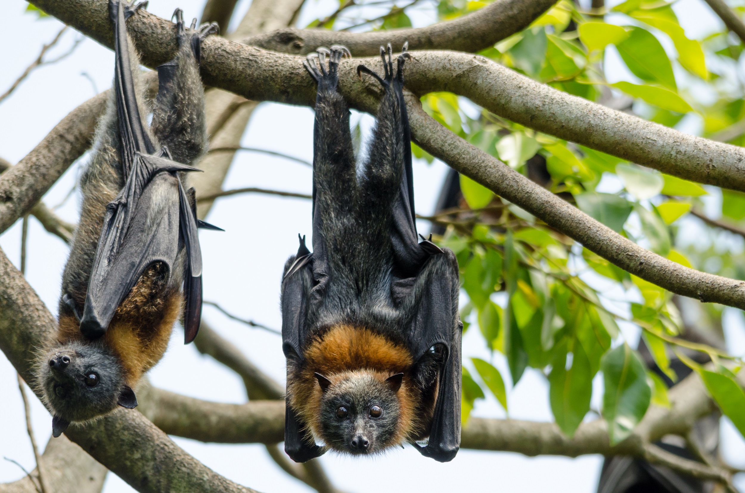 Grey-headed flying-fox hanging in a tree.