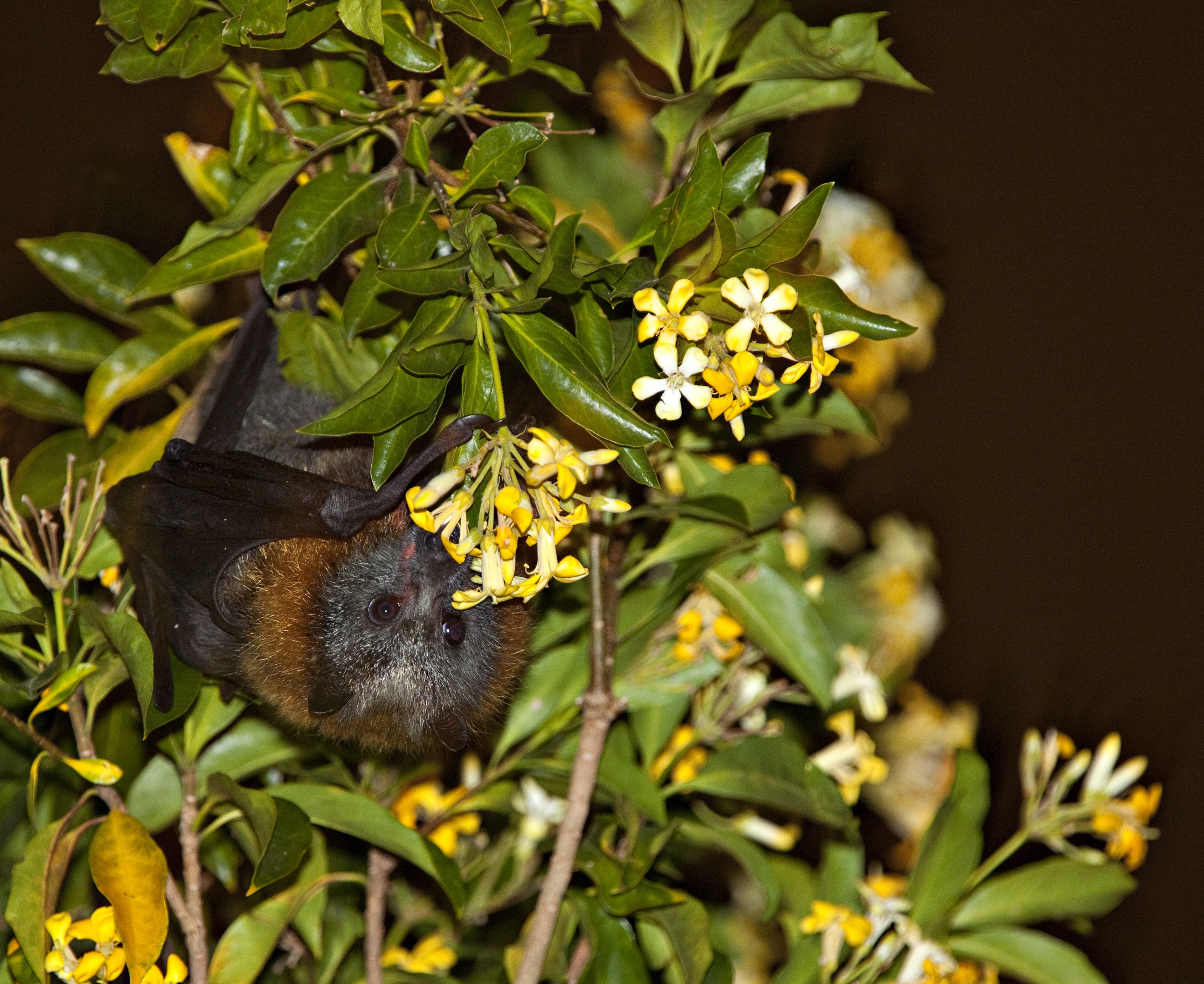 Grey-headed flying-fox feeding on flowers.