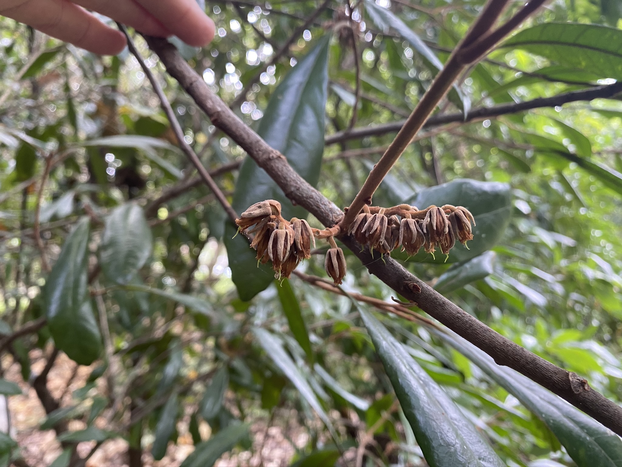Hairy quandong (Elaeocarpus williamsianus)