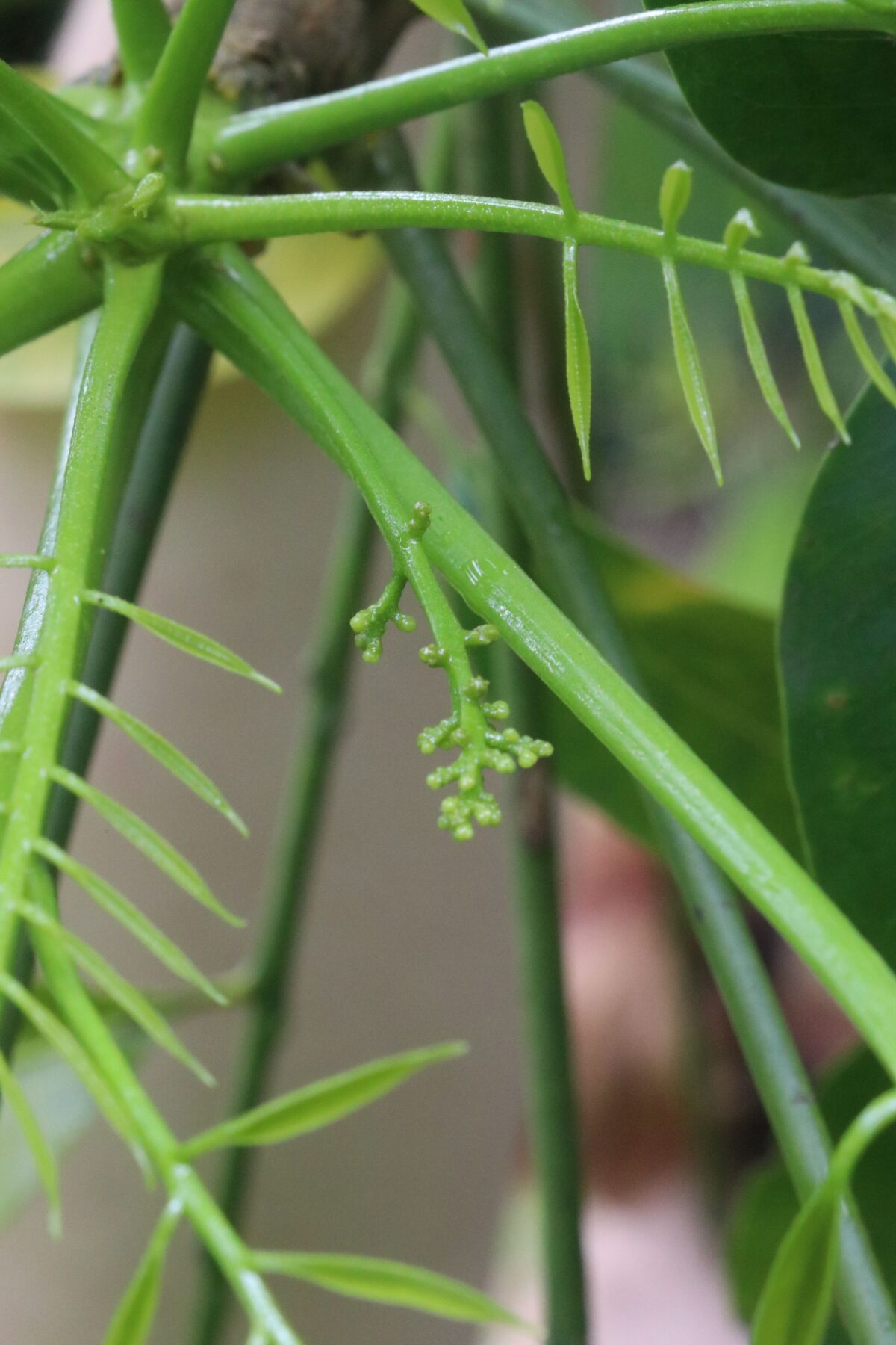 Onion cedar (Owenia cepiodora).