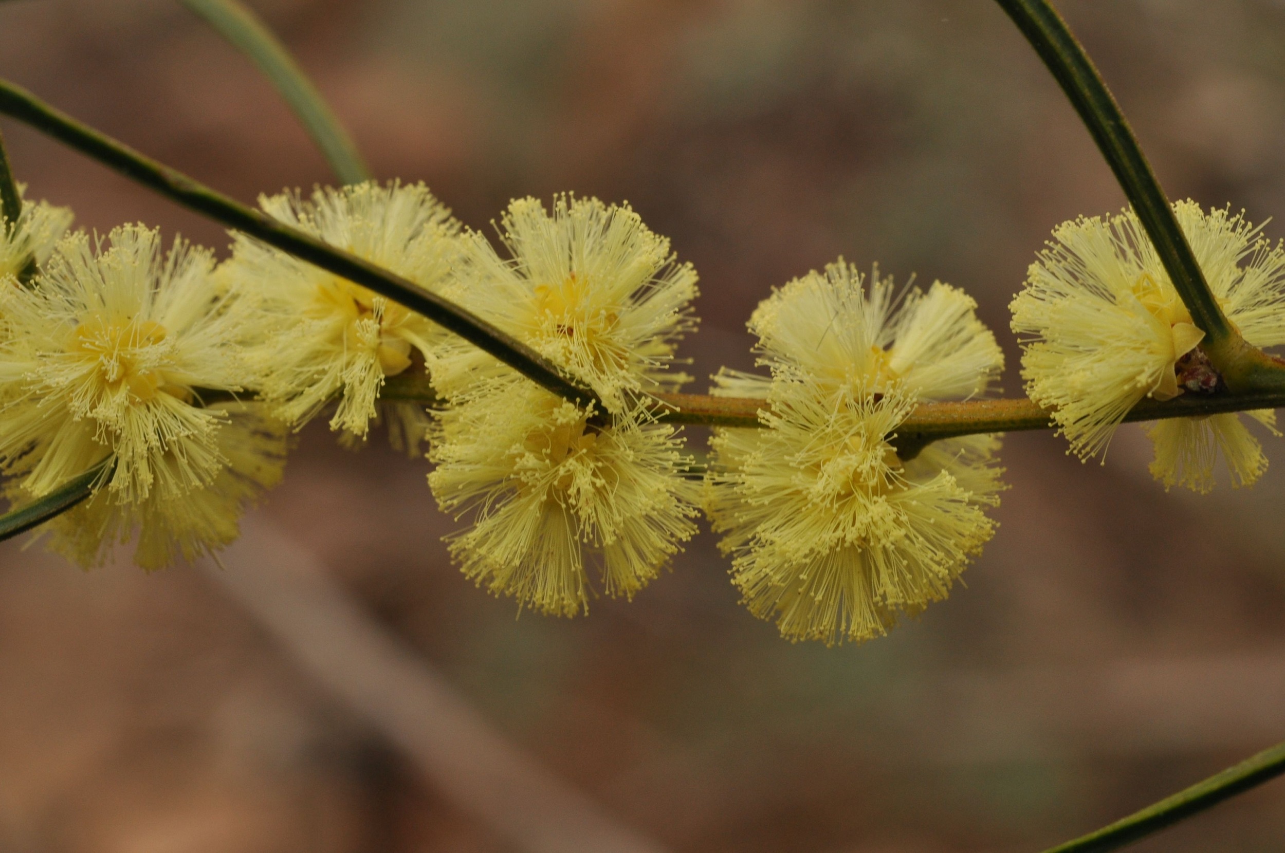 Phantom wattle (Acacia phasmoides)