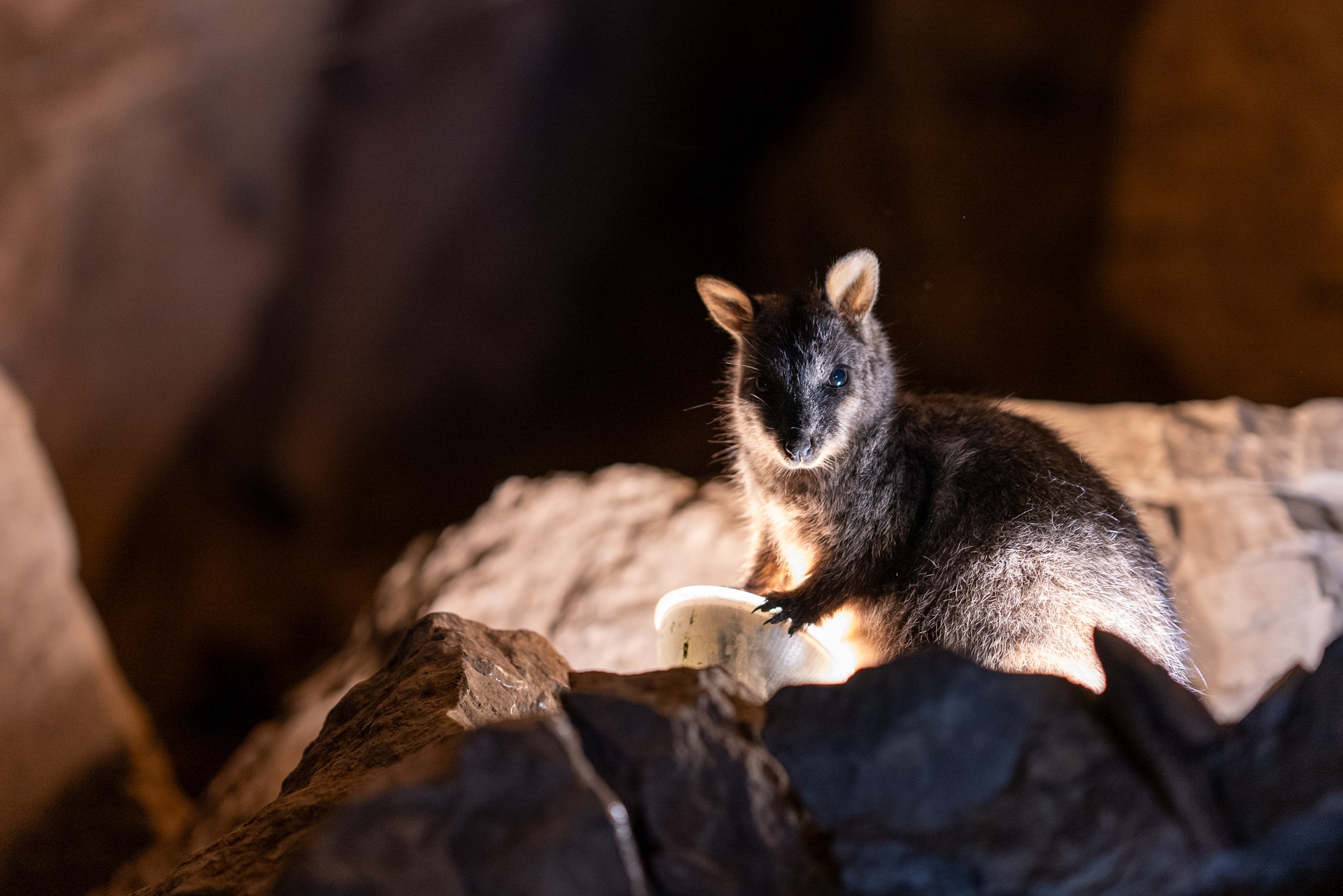 Brush-tailed rock-wallaby in Jenolan Caves.