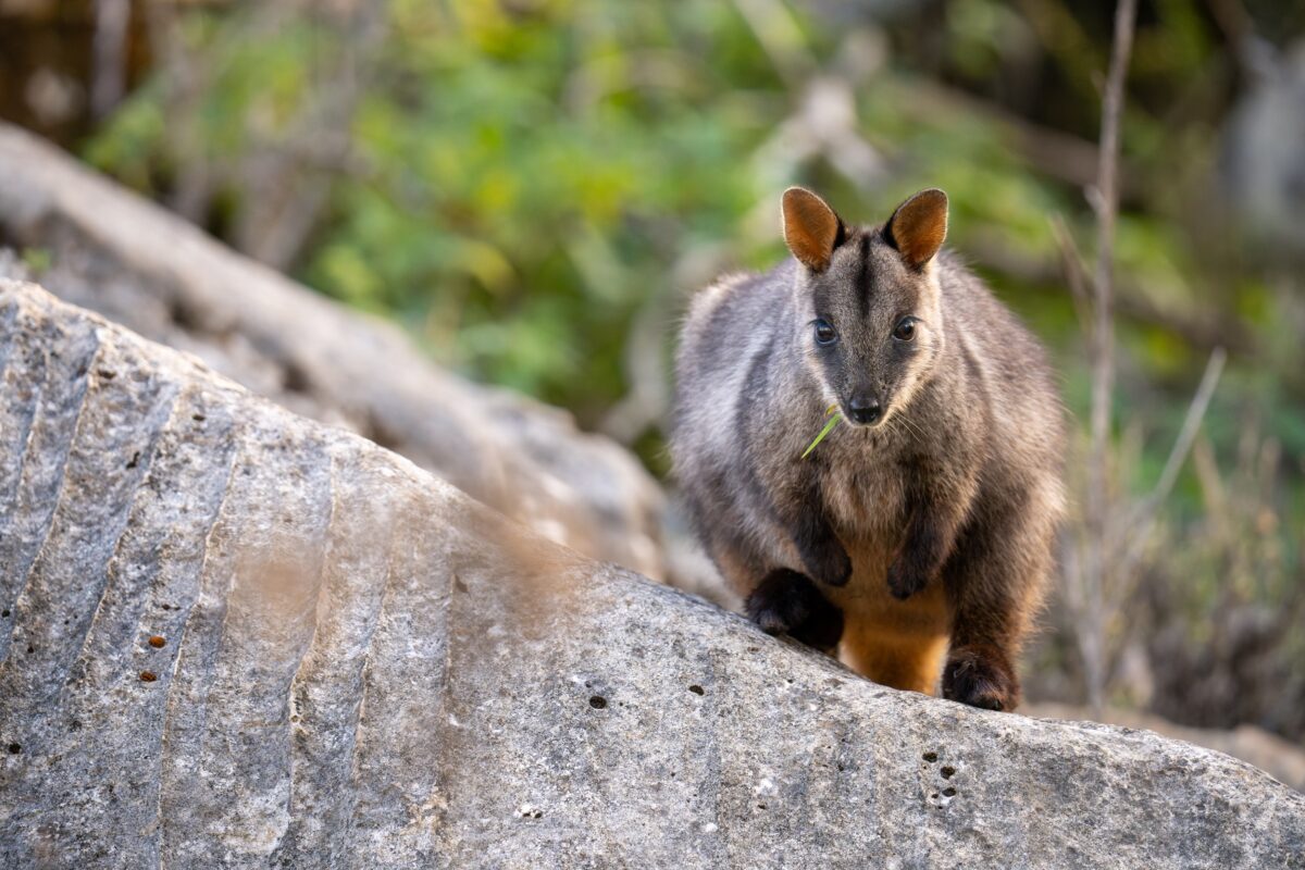 Brush-tailed rock-wallaby chewing on grass.