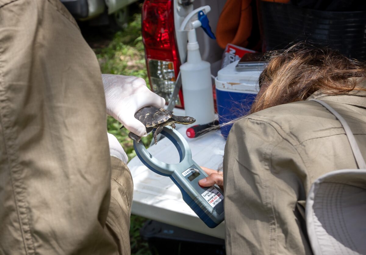 NPWS staff measuring a Bellinger River snapping turtle.