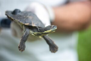 Meet the conservation hero saving whales, turtles and other marine life in NSW