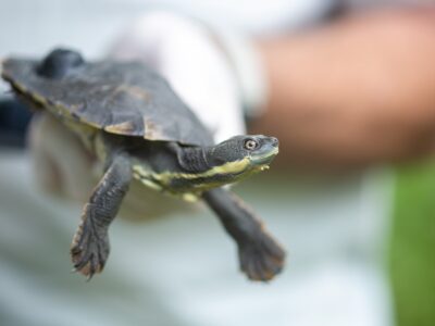 NPWS staff holding a Bellinger River snapping turtle.