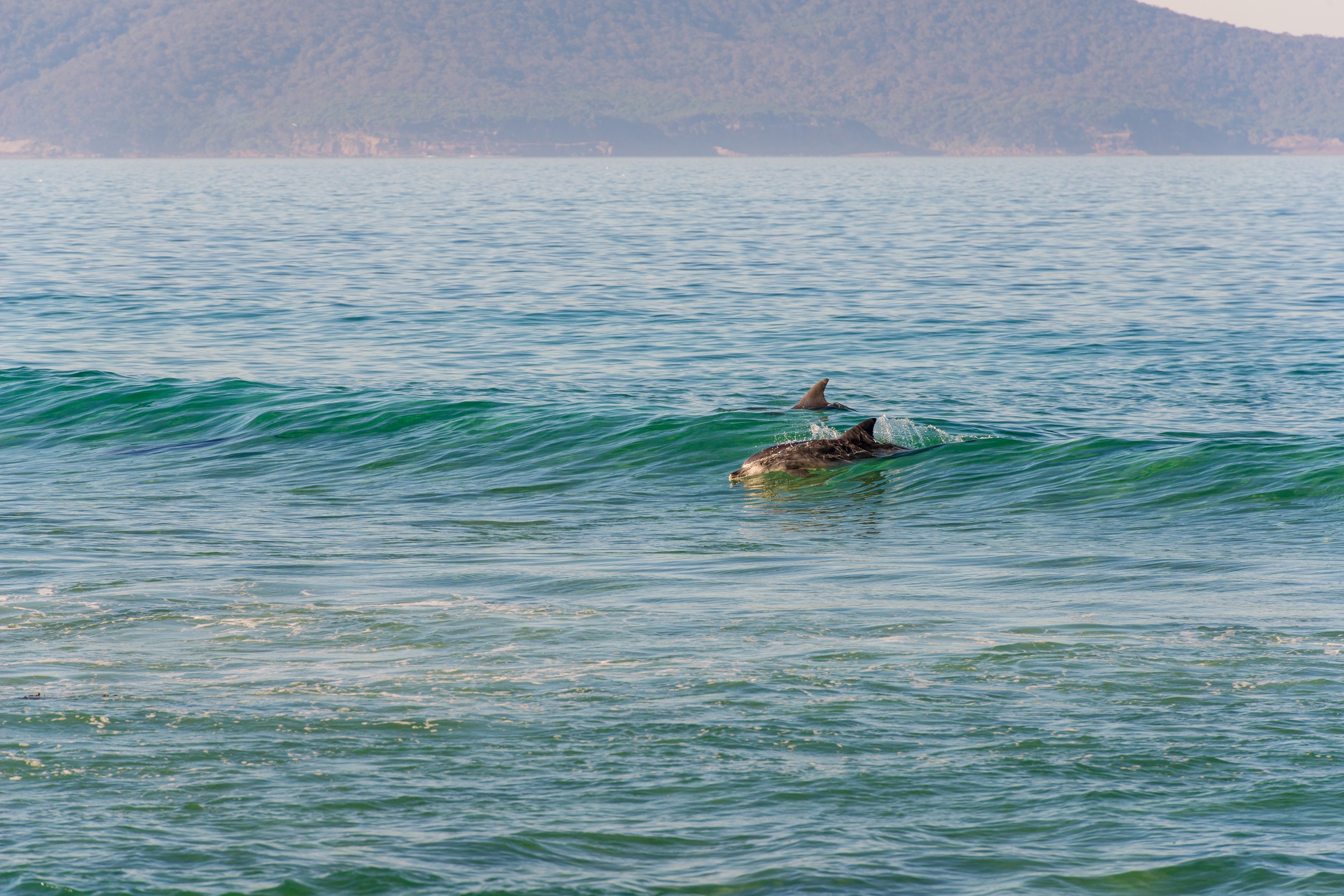 Dolphins catching a wave