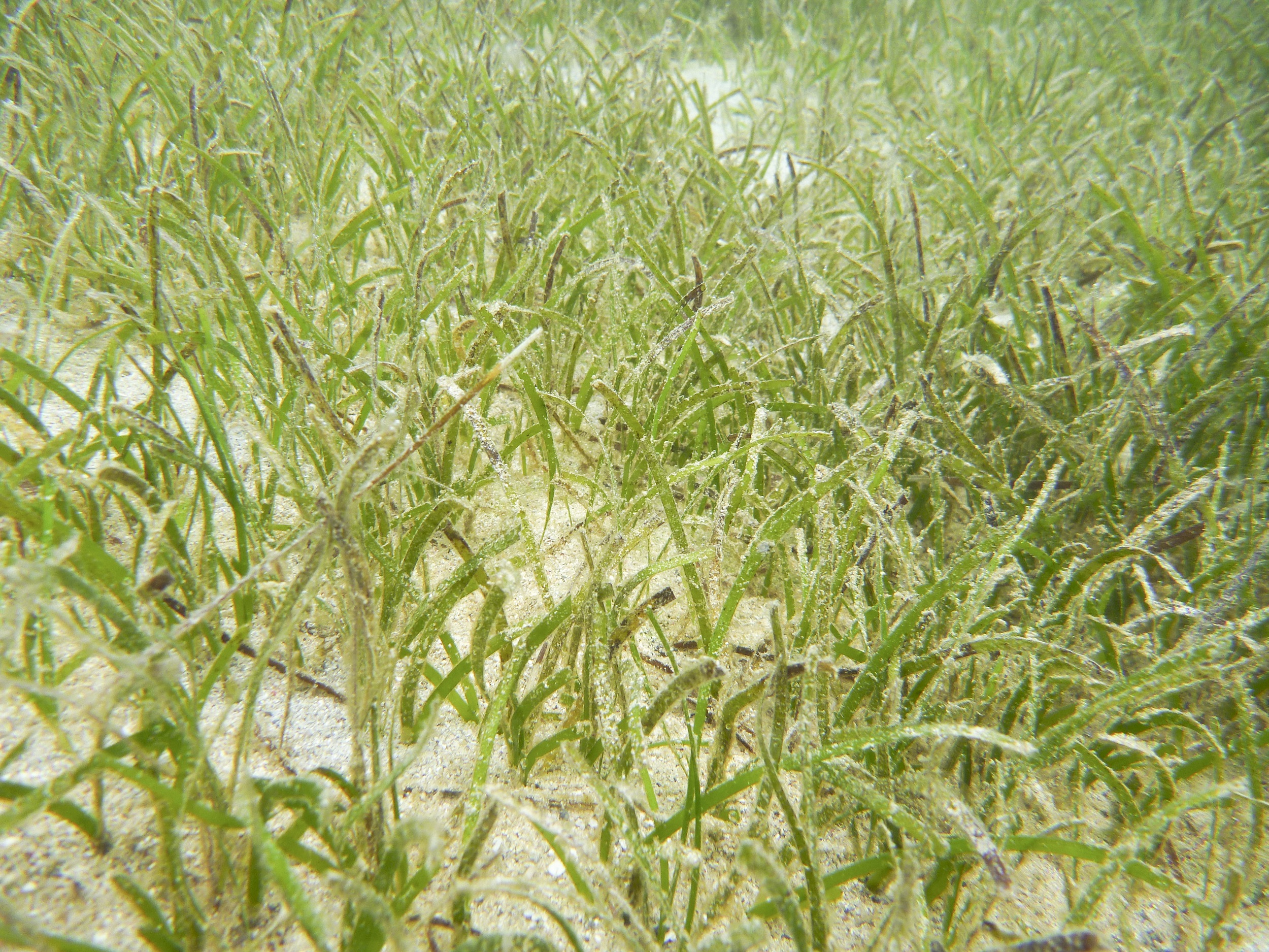 Seagrass marine habitat.