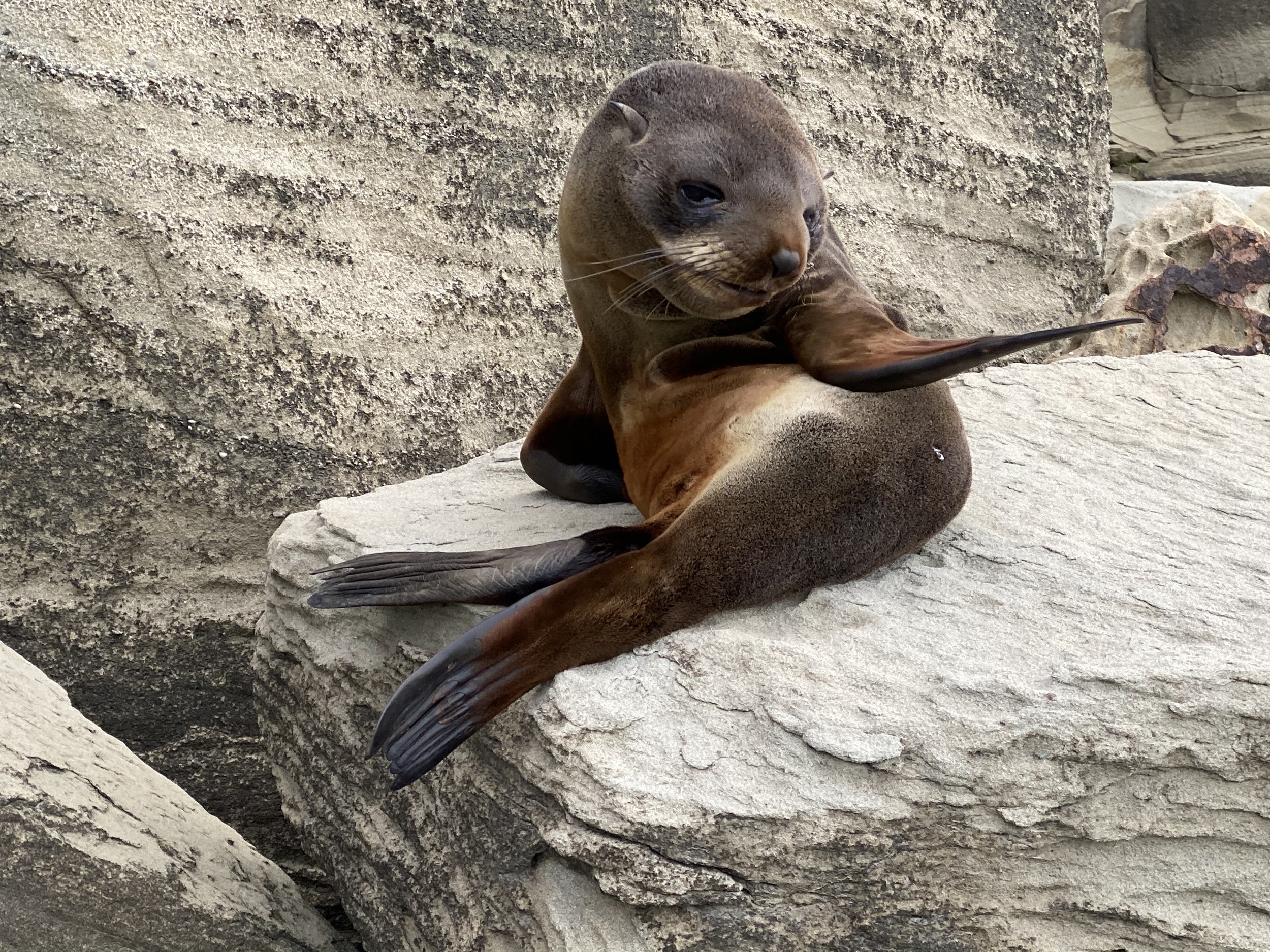Seal waving from its rock perch.