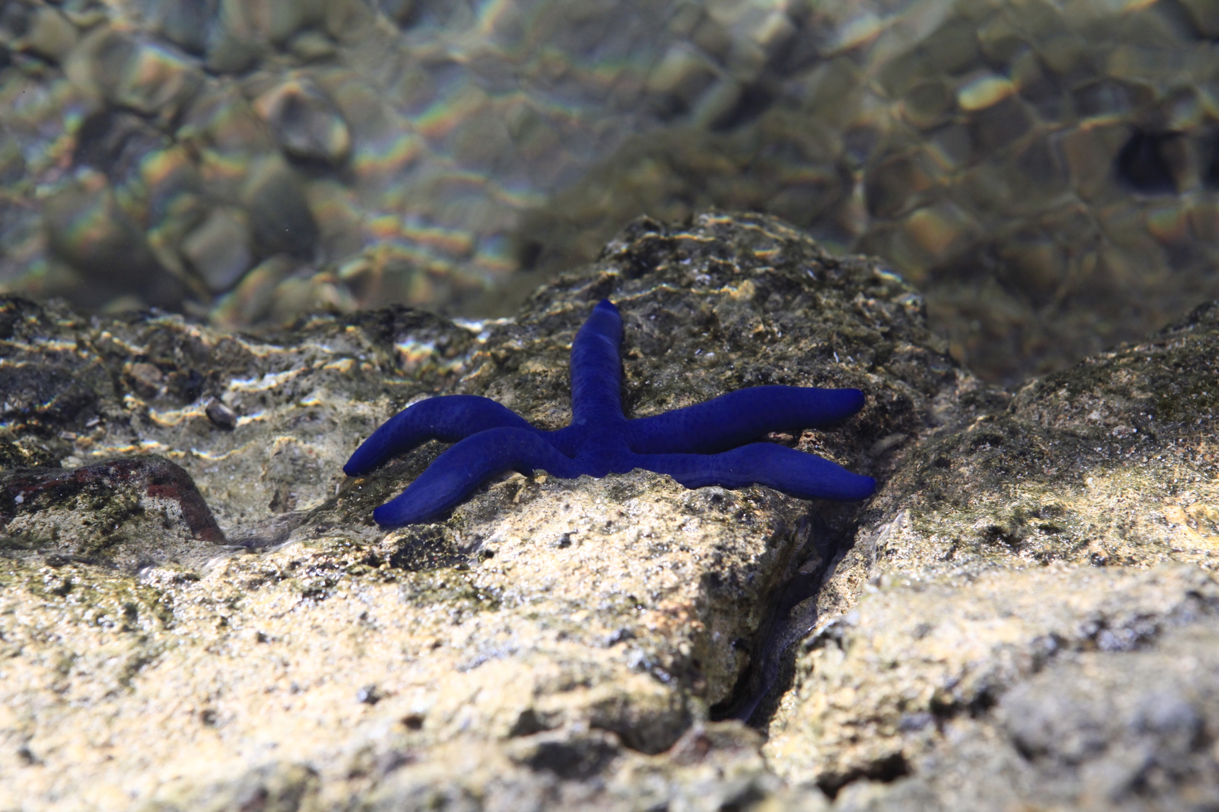 Blue star fish on a rock.