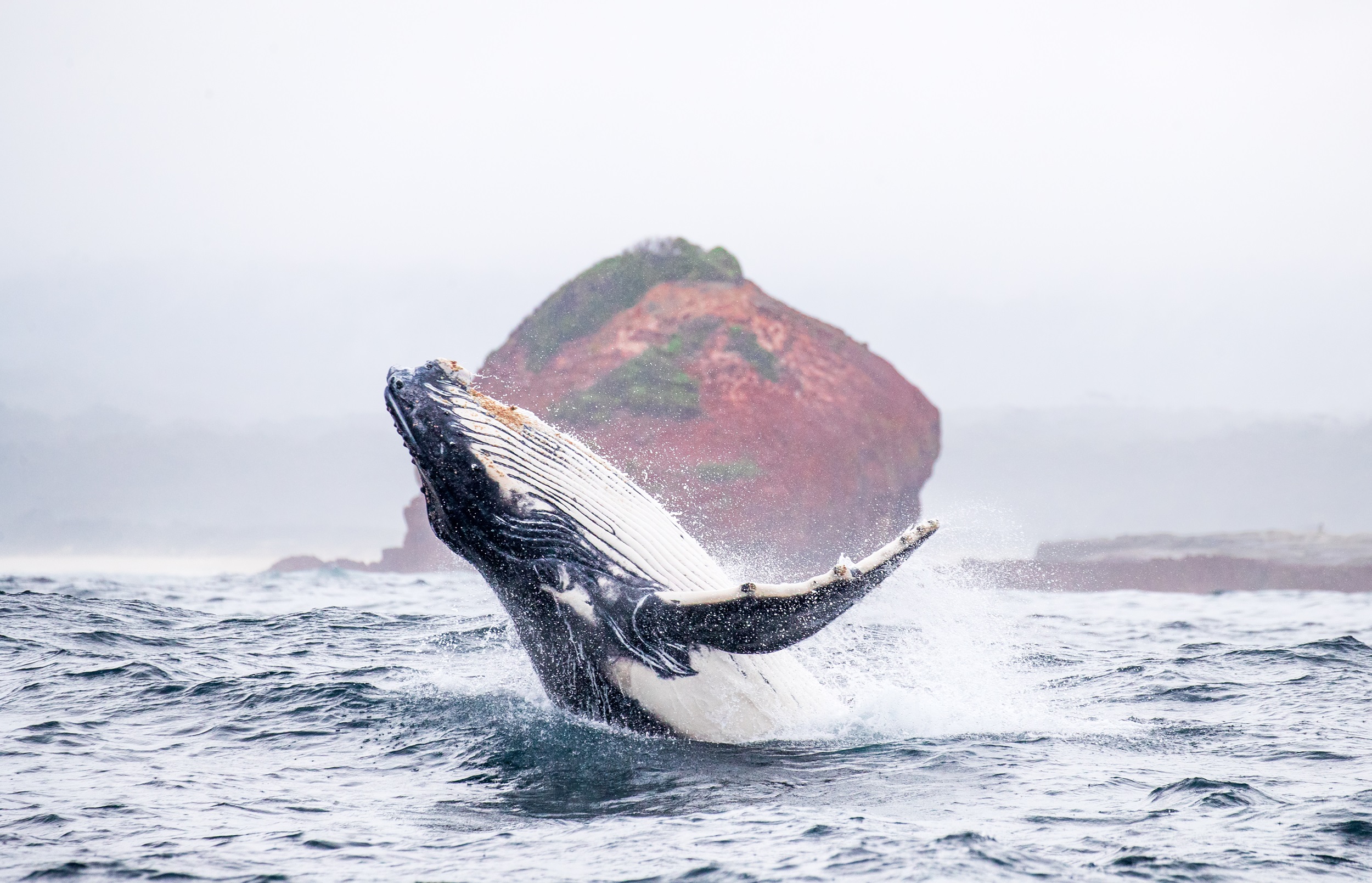 Whale breaching with the red rock cliffs of Beowa National Park in the background.