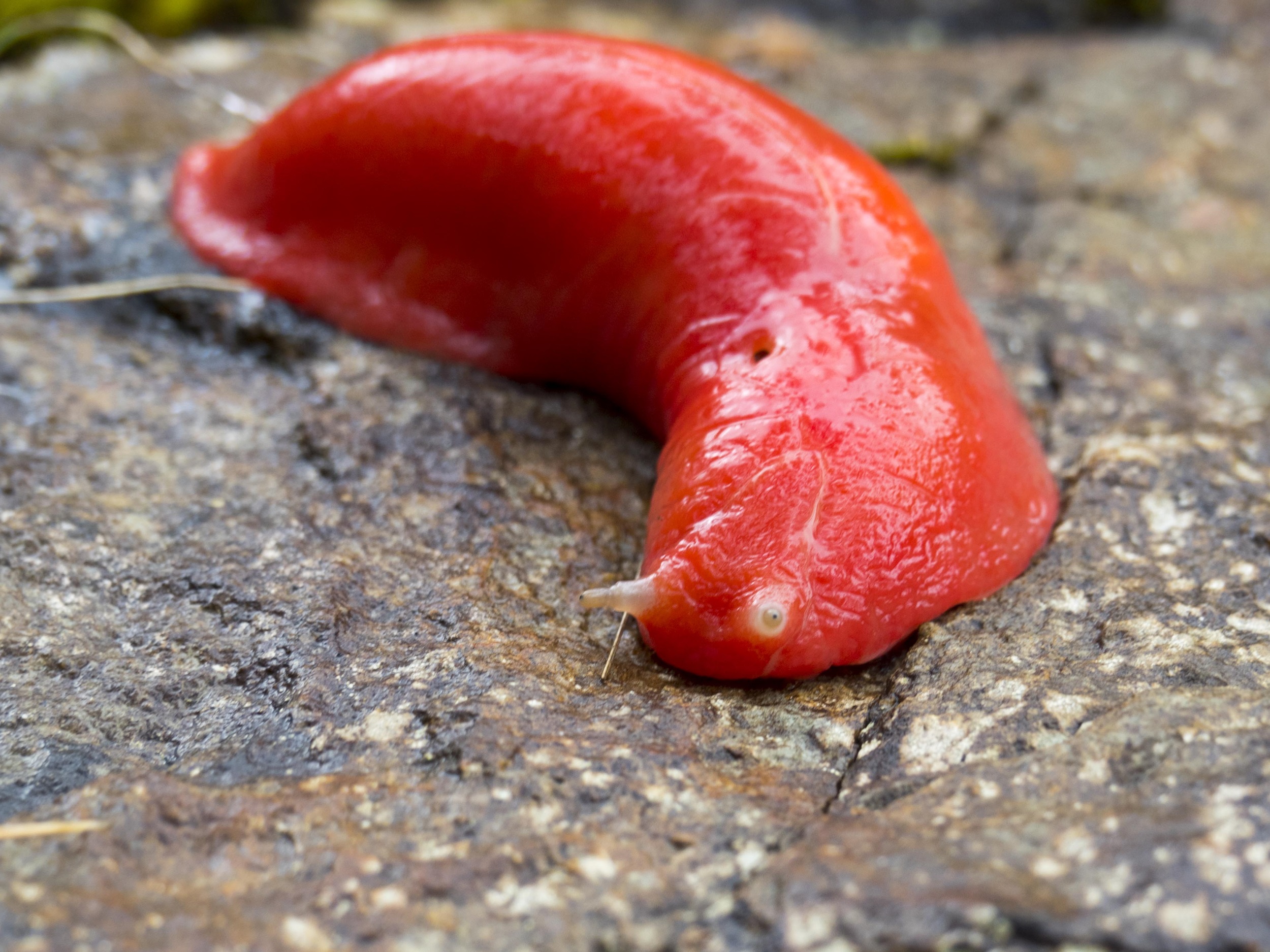 Mount Kaputar pink slug sliding across a rock