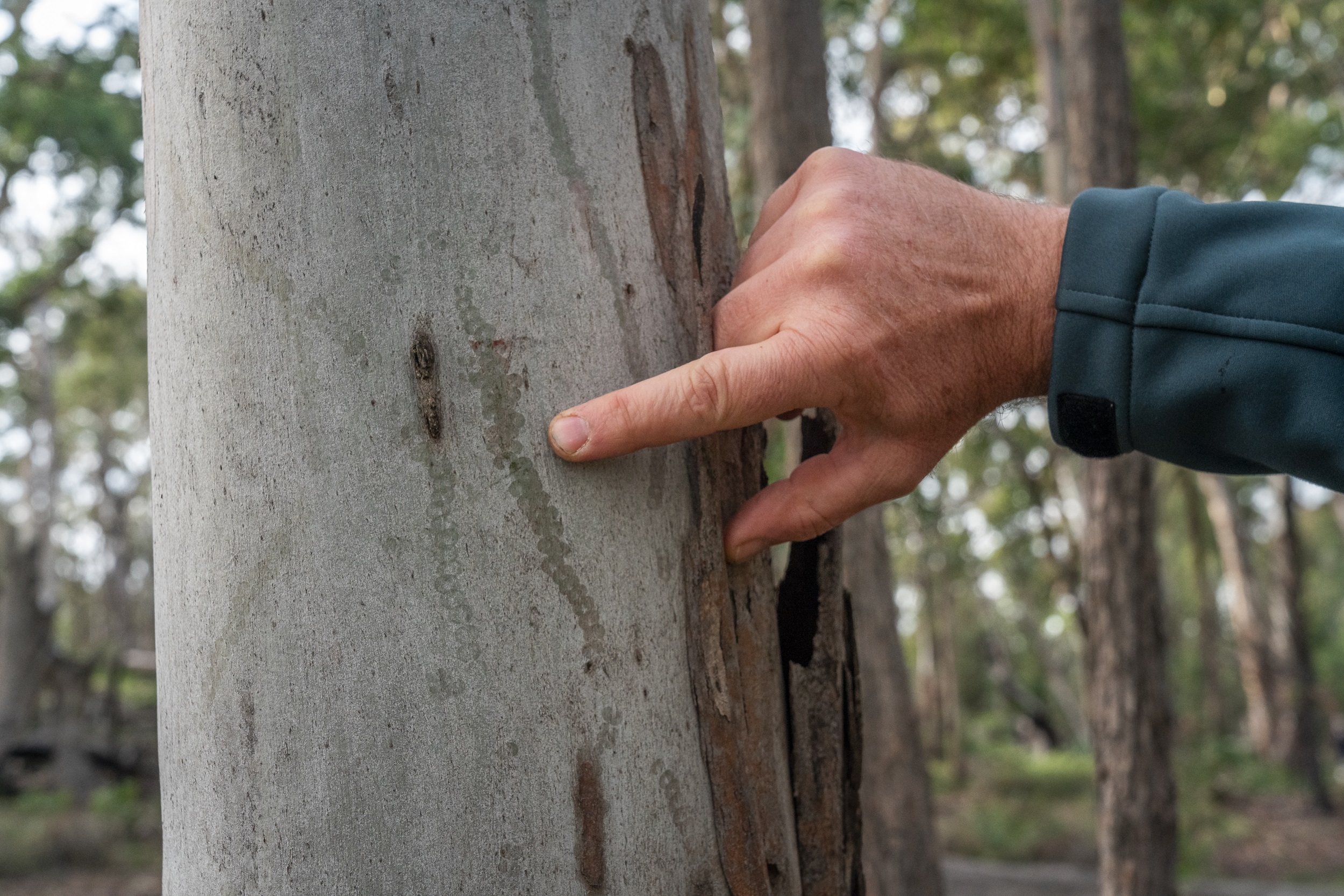 A hand points out a trail of slime on a tree left behind by a Mount Kaputar pink slug.