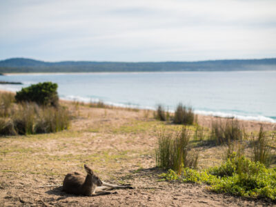 Kangaroo laying on Pebbly Beach, Murramarang National Park