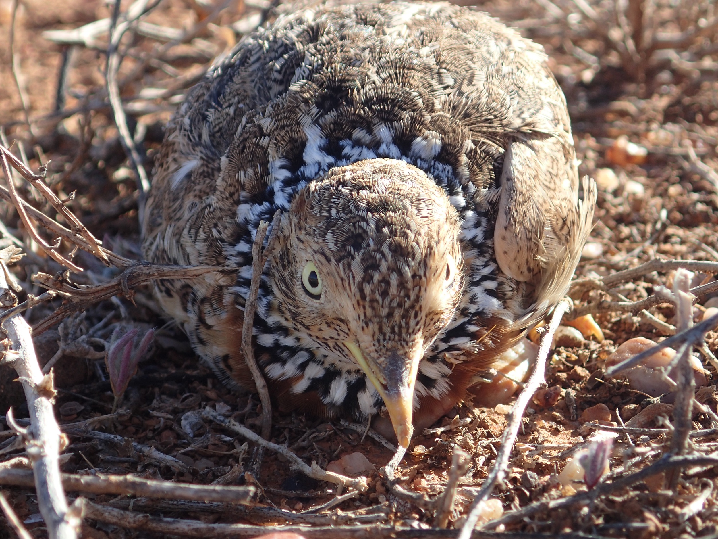 A plains-wanderer sitting among sticks on soem rocky ground.